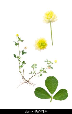 Hop Trefoil isolé sur fond blanc avec des détails de feuilles et de fleurs à côté. Banque D'Images