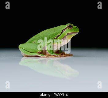 Close up d'Hyla arborea) assis sur un miroir d'une plaque blanche sur fond noir Banque D'Images