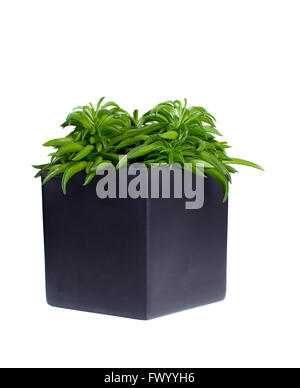 Happybean Peperomia en gris pot en céramique isolé sur fond blanc. Banque D'Images