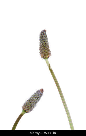 Deux Plantago lanceolata fleurit avec tige isolé sur fond blanc.