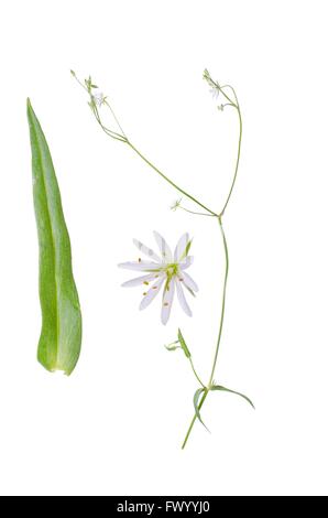 Stellaria graminea avec détails de fleur et feuille à côté isolé sur fond blanc. Banque D'Images