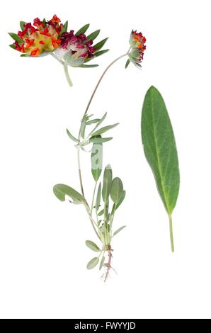 Antyllis vulneraria plante et détails de Bloom et feuille à côté isolé sur fond blanc. Banque D'Images