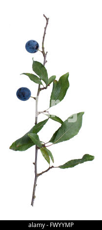 Prunus spinosa twig aux fruits rouges isolé sur fond blanc. Banque D'Images