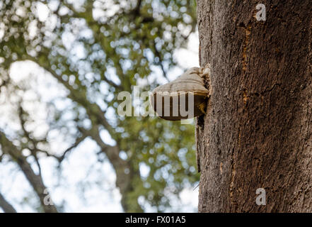 L'amadou, champignon Champignon Sabot, Amadou Conk, Amadou Amadou, polypores, support de Fomes fomentarius, champignons sur chêne-liège. Espagne Banque D'Images