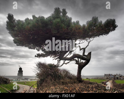 Silhouette d'une forme étrange arbre endommagé avec un phare en plein essor et village sur l'autre contre un ciel dramatique Banque D'Images