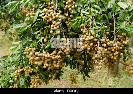 Longane hanging on tree Banque D'Images