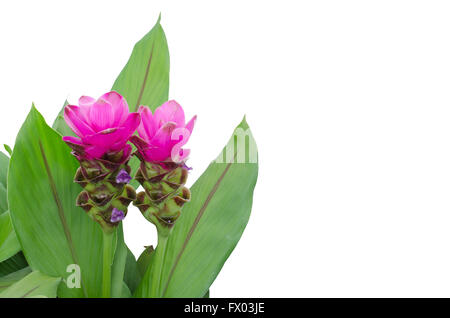 Siam Tulip isolé sur fond blanc Banque D'Images