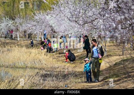 Hohhot, Chine, région autonome de Mongolie intérieure. Apr 9, 2016. Personnes visitent Qingcheng Park à Hohhot, Chine du nord, région autonome de Mongolie intérieure, le 9 avril 2016. © Lian Zhen/Xinhua/Alamy Live News Banque D'Images