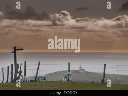 Eastbourne, East Sussex, Royaume-Uni. 9 avril 2016.agneaux de gamboling sur les Downs près de Beachy Head. Belle tout en arrière-plan. Faire froid pour la saison à seulement 5 degrés C dans le vent fort Banque D'Images