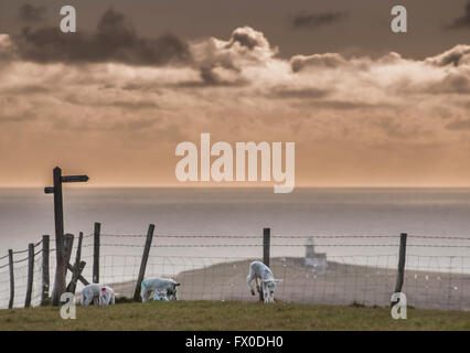 Eastbourne, East Sussex, Royaume-Uni. 9 avril 2016.agneaux de gamboling sur les Downs près de Beachy Head. Belle tout en arrière-plan. Faire froid pour la saison à seulement 5 degrés C dans le vent fort Banque D'Images