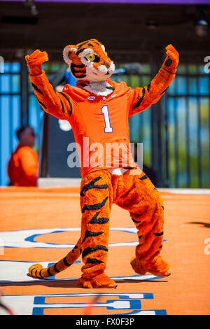 Le Clemson Tiger Mascot pendant le Clemson Football jeu de printemps (Orange et Blanc) Jeu le samedi 9 avril 2016 au Memorial Stadium, à Clemson, SC. Jacob Kupferman/CSM Banque D'Images