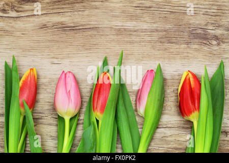 Tulipes rouges et roses disposés dans une rangée sur la surface en bois avec copie espace Banque D'Images