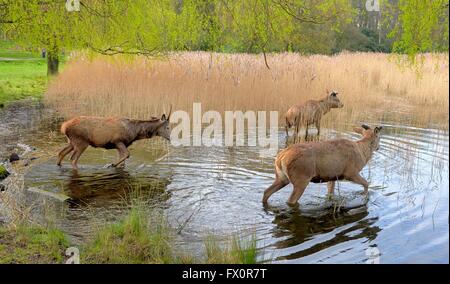 Red Deer à Nottingham wollaton park england uk Banque D'Images