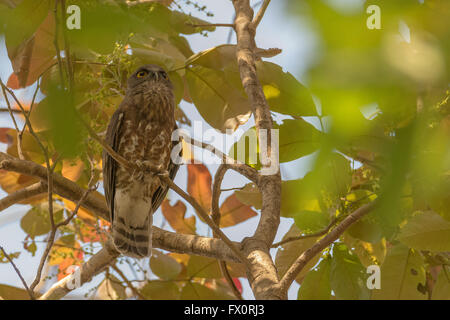 Brown-Hawk Owl Ninox scutulata (huées) à Shoolpaneshwar Wildlife Sanctuary, Gujarat, Inde Banque D'Images