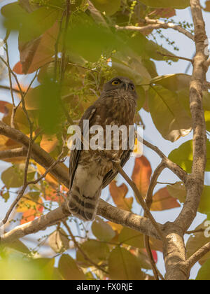 Brown-Hawk Owl Ninox scutulata (huées) à Shoolpaneshwar Wildlife Sanctuary, Gujarat, Inde Banque D'Images