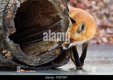 Curieux fox à la recherche dans le tronc creux d'un arbre Banque D'Images