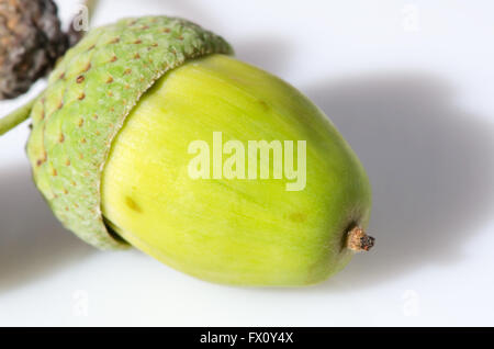 Green Acorn vert isolé sur fond blanc. Banque D'Images