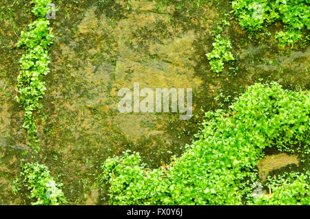 Rock moussues, natural green outdoor texutre arrière-plan. Banque D'Images