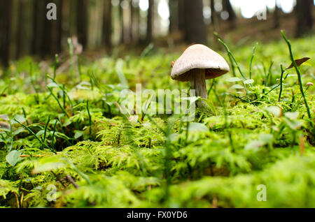 Champignons blancs parmi l'herbe, le matin avec la rosée. Banque D'Images