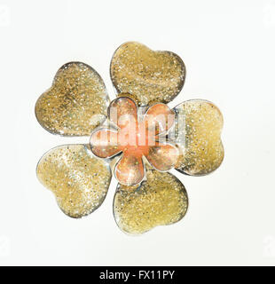 Broches fleurs sur fond blanc Banque D'Images