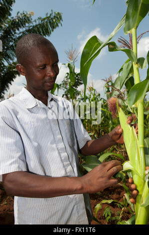 Agriculteur rwandais à maïs à un s/n de s'assurer qu'il est en bonne santé. Banque D'Images