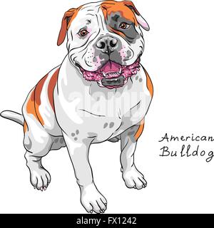 Croquis vecteur américain chien Bulldog breed Illustration de Vecteur