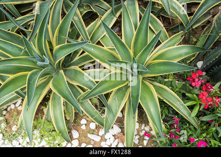 Les feuilles des plantes d'agave pointu Banque D'Images