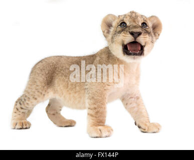 Bébé lion (Panthera leo) isolé sur fond blanc Banque D'Images