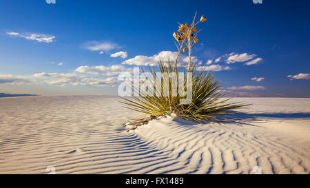 Yucca plante sur les dunes de sable de White Sands National Monument au Nouveau Mexique Banque D'Images