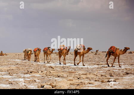 Les éleveurs Afar et de l'âne dromadaire plomb caravanes de Hamed Ale au lac Assale salant El-Mallahet-charger les blocs de sel-transporter jusqu'au marché. Danakil. Banque D'Images