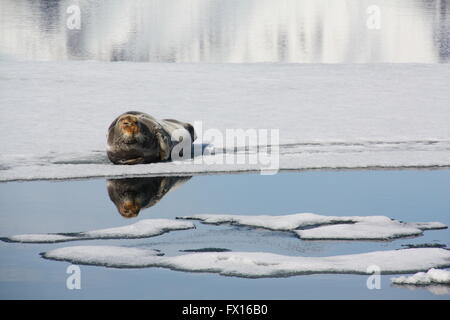 Le phoque barbu sur la glace s'écoule appréciant le soleil de l'été à Svalbard Banque D'Images