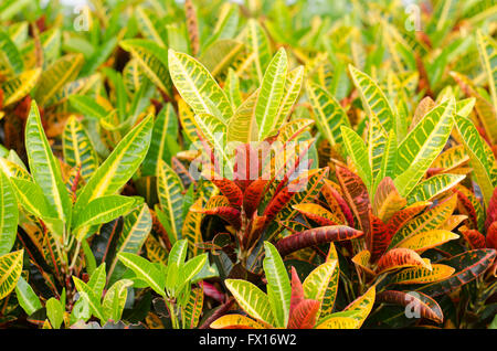 Codiaeum variegatum fond feuilles Banque D'Images