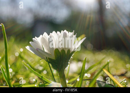 Daisy Banque D'Images