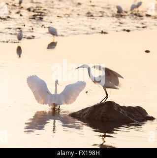 Aigrette blanche Banque D'Images