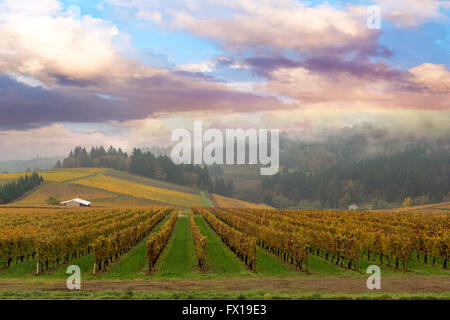 Vignoble en Oregon Dundee sur un matin brumeux durant la saison d'automne Banque D'Images