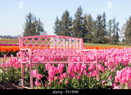 Banc avec Rose Tulipe rose fleurs en fleur au printemps lors du Festival des tulipes Banque D'Images