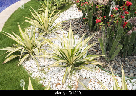 Les feuilles des plantes d'agave pointu Banque D'Images