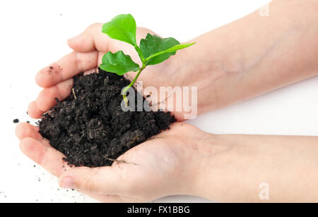 Petite plante prit dans les mains de l'enfant Banque D'Images