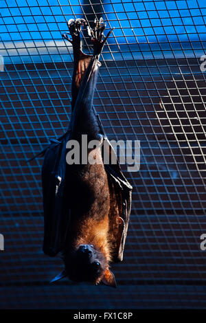 Lyle's Flying Fox (Pteropus lylei) au Zoo de Budapest à Budapest, Hongrie. Banque D'Images