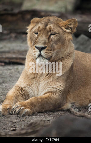 Femme lion d'Asie (Panthera leo persica), également connu sous le nom de lion indien au Zoo de Budapest à Budapest, Hongrie. Banque D'Images