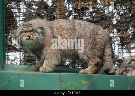 Le chat de Pallas (Otocolobus manul), également connu sous le nom de la manul au Zoo de Budapest à Budapest, Hongrie. Banque D'Images