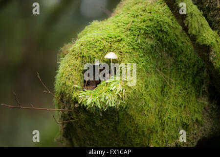 La culture des champignons de mousse sur souche d'arbre Strathyre Cowal & Trossachs Banque D'Images