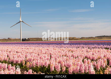 Une scène de printemps, jacinthes poussant dans un champ avec un moulin à vent produisant de l'électricité dans l'arrière-plan Banque D'Images