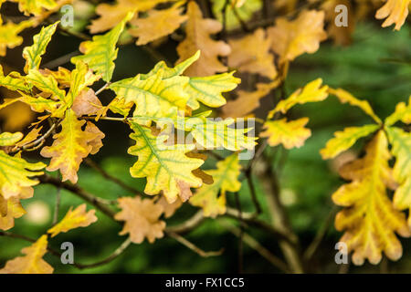 Feuilles de chêne au cours de l'automne en forêt Strathyre Cowal & Trossachs Banque D'Images