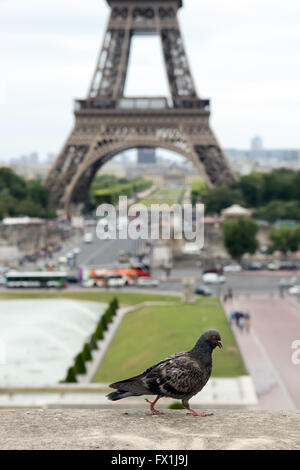 Pigeon sur le mur en face de la Tour Eiffel Banque D'Images