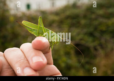 Grand Green Bush cricket sur une main Banque D'Images