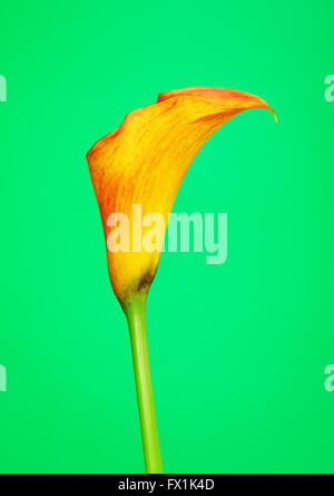 Zantedeschia zantedeschia orange fleur, sur fond vert Banque D'Images