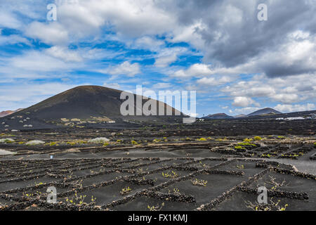 La culture du raisin typique dans La Geria salon sur l'île Lanzarote sous de magnifiques nuages, Îles Canaries, Espagne Banque D'Images