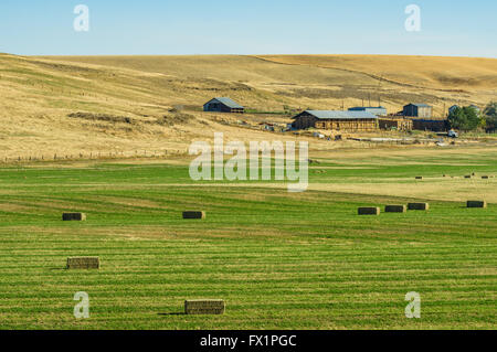 Bottes de foin dans un champ en attente de rassemblement pour le stockage. Endicott, Washington Banque D'Images