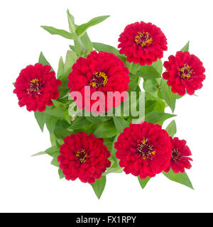 Les zinnias en fleurs isolé sur fond blanc Banque D'Images